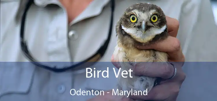Bird Vet Odenton - Maryland