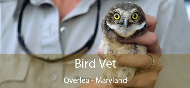 Bird Vet Overlea - Maryland