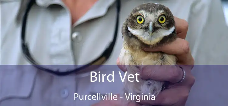 Bird Vet Purcellville - Virginia