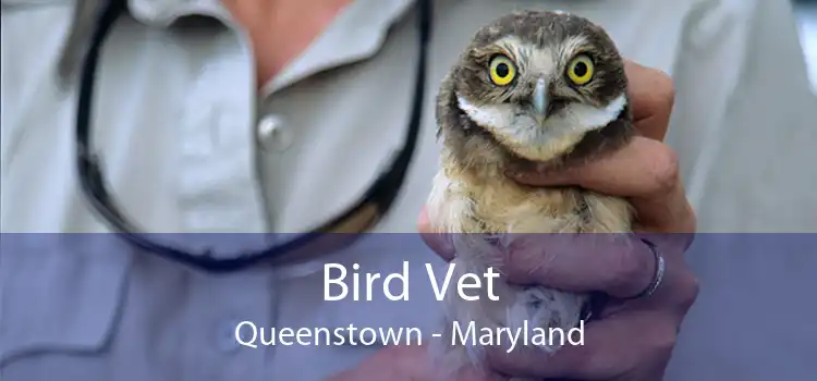Bird Vet Queenstown - Maryland