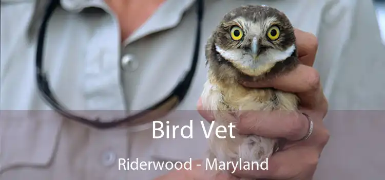 Bird Vet Riderwood - Maryland