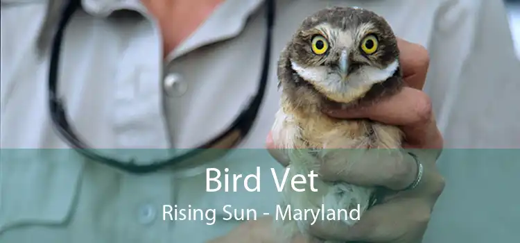 Bird Vet Rising Sun - Maryland
