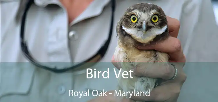 Bird Vet Royal Oak - Maryland
