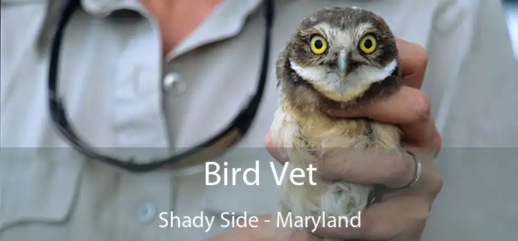 Bird Vet Shady Side - Maryland