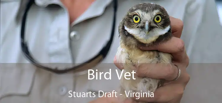 Bird Vet Stuarts Draft - Virginia