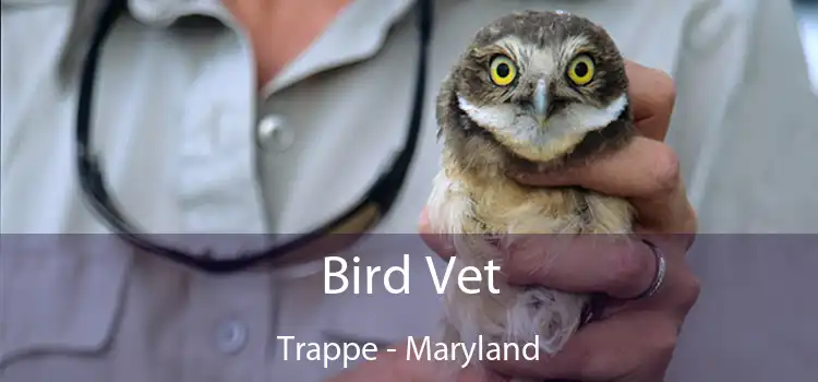 Bird Vet Trappe - Maryland
