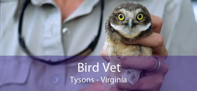 Bird Vet Tysons - Virginia