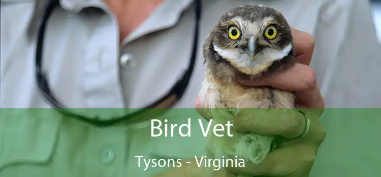 Bird Vet Tysons - Virginia
