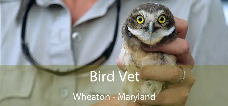 Bird Vet Wheaton - Maryland