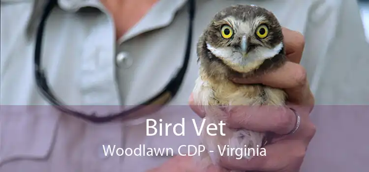 Bird Vet Woodlawn CDP - Virginia