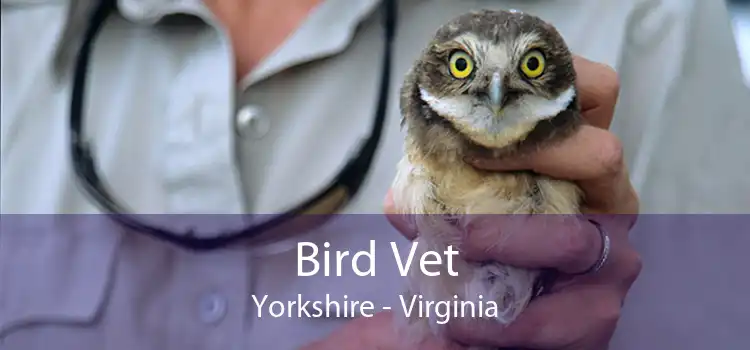Bird Vet Yorkshire - Virginia