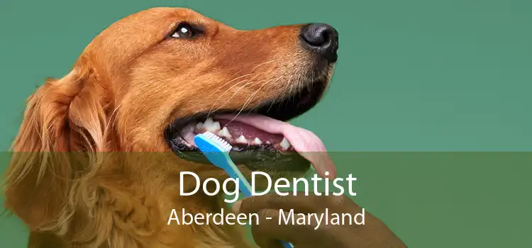 Dog Dentist Aberdeen - Maryland