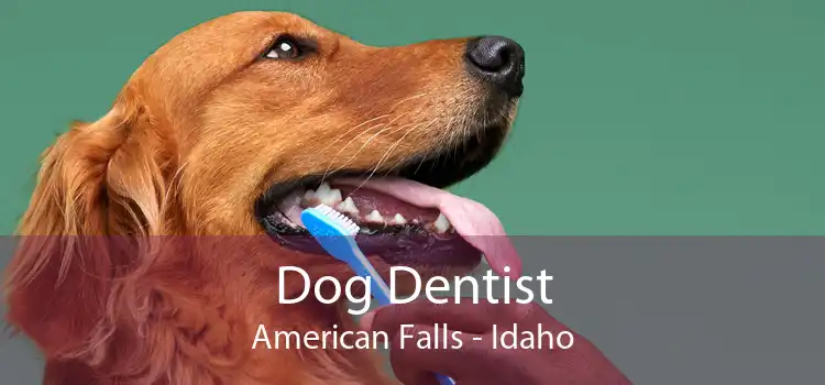 Dog Dentist American Falls - Idaho