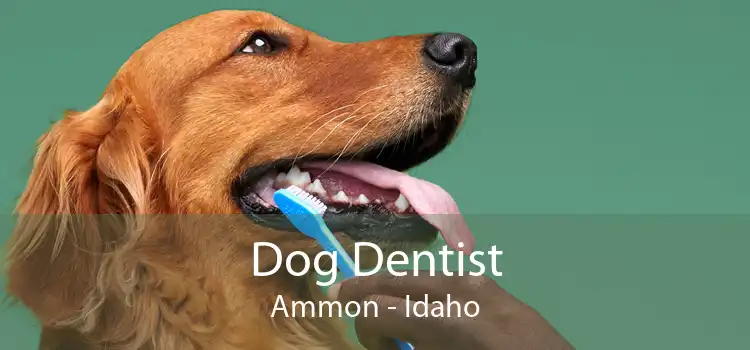 Dog Dentist Ammon - Idaho