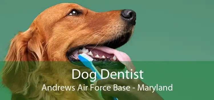 Dog Dentist Andrews Air Force Base - Maryland