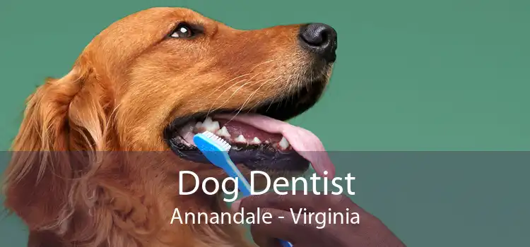 Dog Dentist Annandale - Virginia
