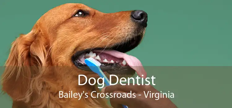 Dog Dentist Bailey's Crossroads - Virginia