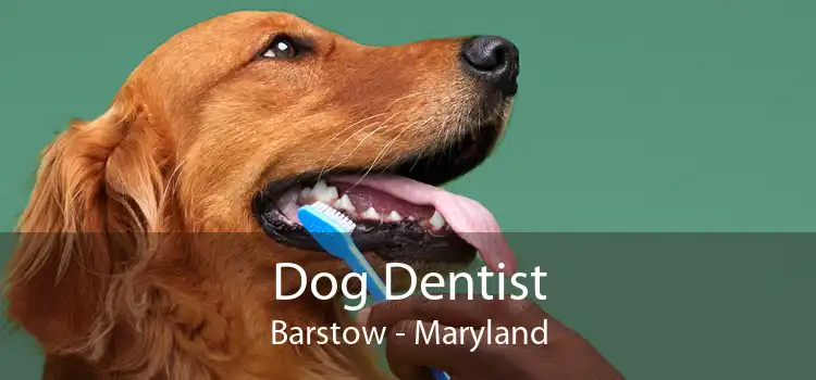 Dog Dentist Barstow - Maryland