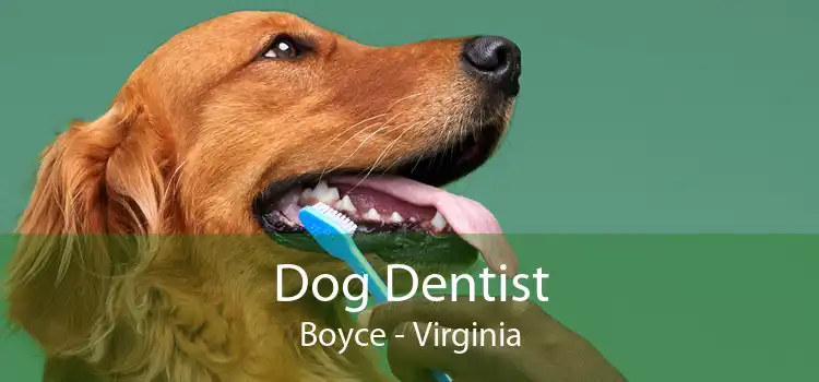 Dog Dentist Boyce - Virginia