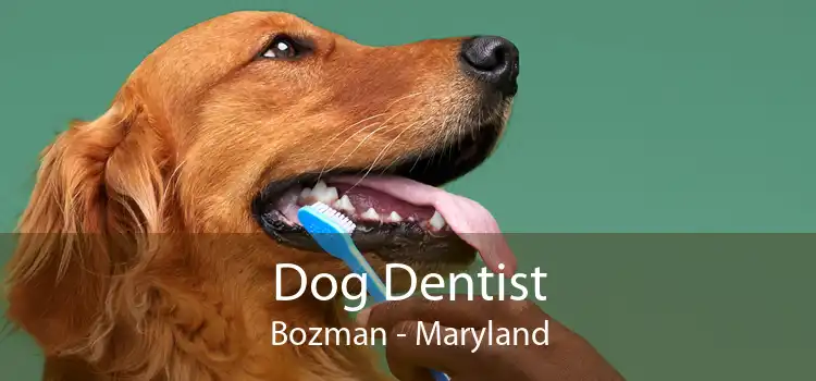 Dog Dentist Bozman - Maryland