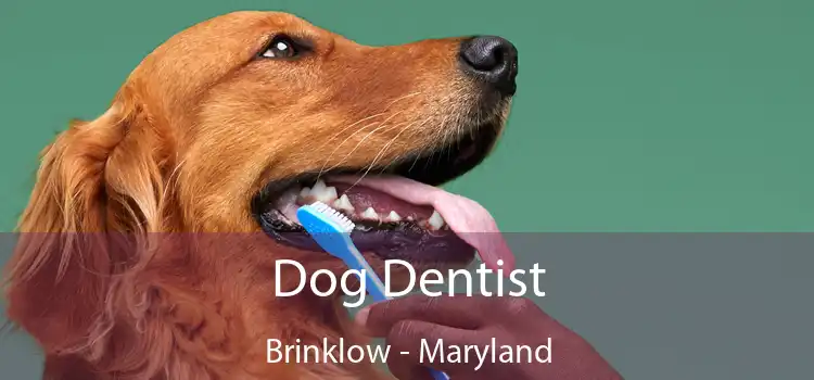 Dog Dentist Brinklow - Maryland