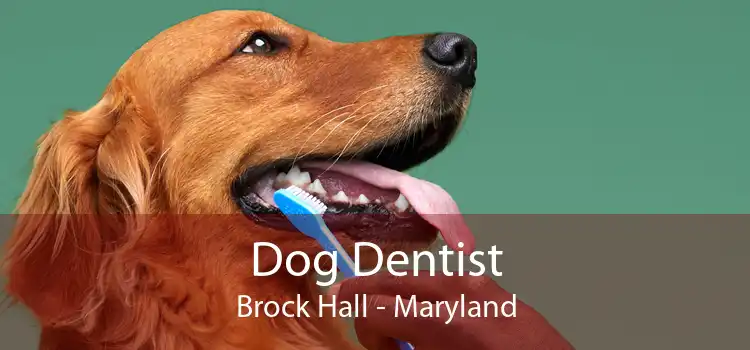 Dog Dentist Brock Hall - Maryland