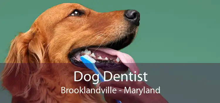 Dog Dentist Brooklandville - Maryland