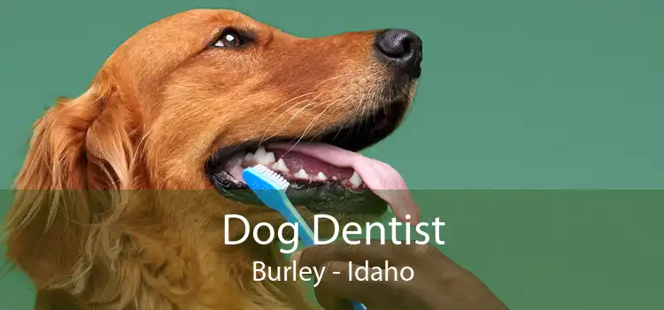 Dog Dentist Burley - Idaho