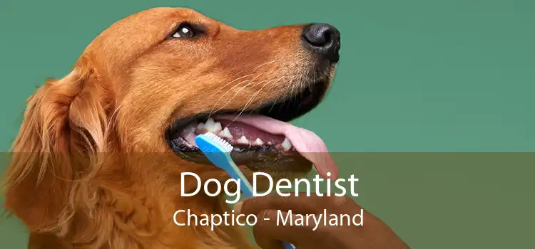 Dog Dentist Chaptico - Maryland