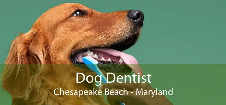 Dog Dentist Chesapeake Beach - Maryland
