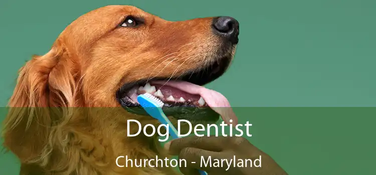 Dog Dentist Churchton - Maryland