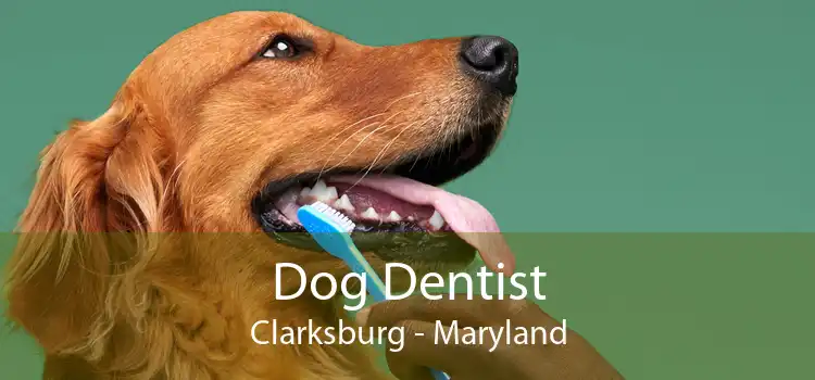 Dog Dentist Clarksburg - Maryland