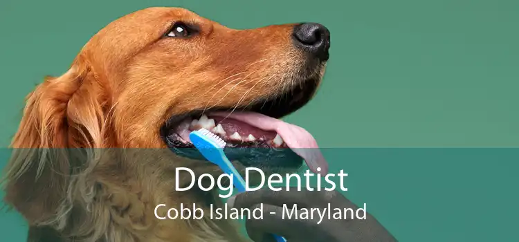 Dog Dentist Cobb Island - Maryland