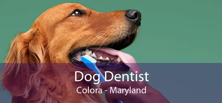 Dog Dentist Colora - Maryland