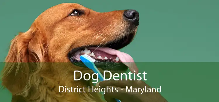 Dog Dentist District Heights - Maryland