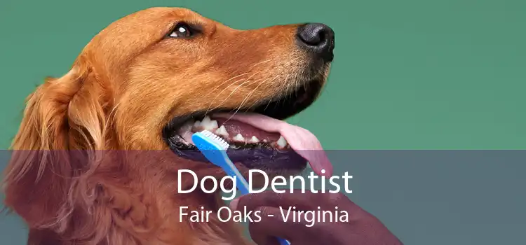 Dog Dentist Fair Oaks - Virginia