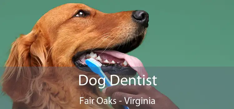 Dog Dentist Fair Oaks - Virginia