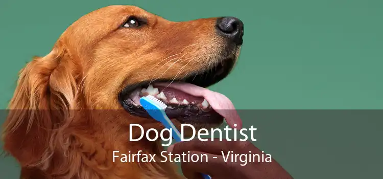 Dog Dentist Fairfax Station - Virginia