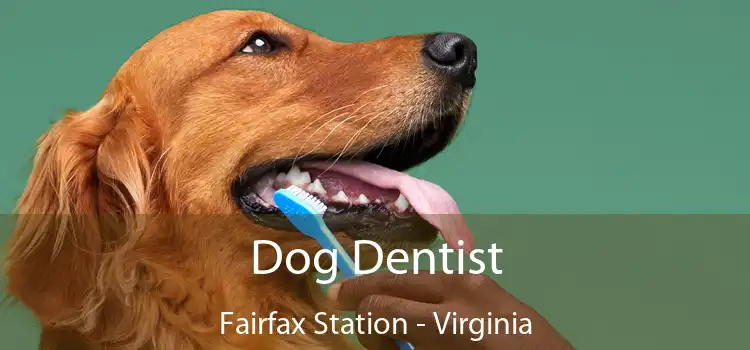 Dog Dentist Fairfax Station - Virginia