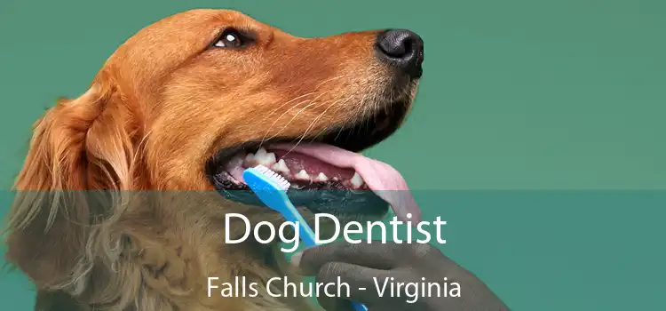 Dog Dentist Falls Church - Virginia