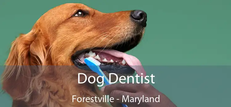 Dog Dentist Forestville - Maryland