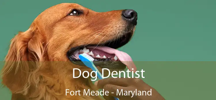 Dog Dentist Fort Meade - Maryland