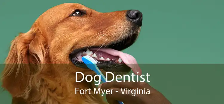 Dog Dentist Fort Myer - Virginia