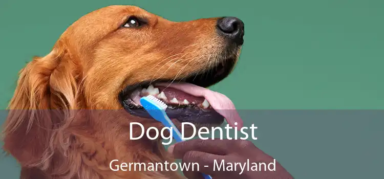 Dog Dentist Germantown - Maryland