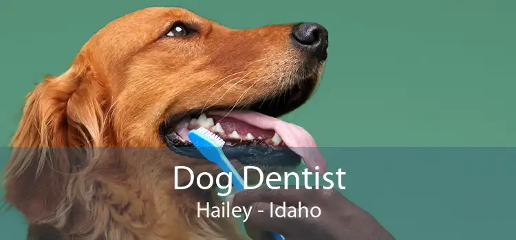 Dog Dentist Hailey - Idaho