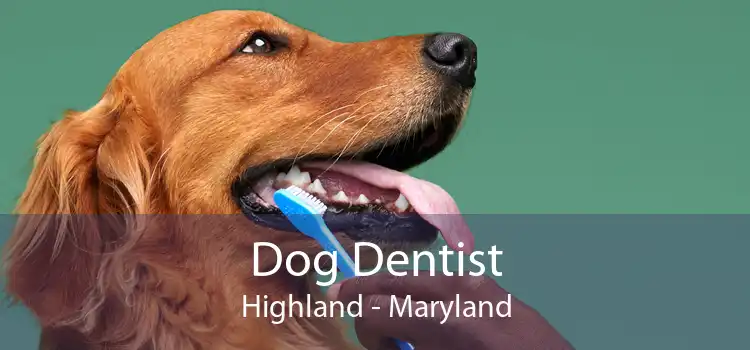 Dog Dentist Highland - Maryland
