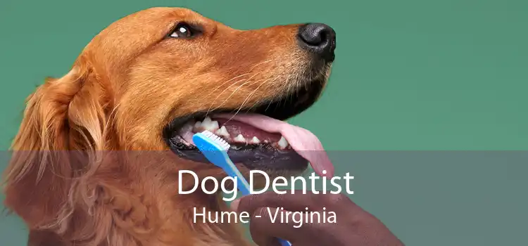 Dog Dentist Hume - Virginia