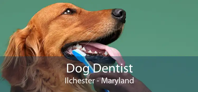Dog Dentist Ilchester - Maryland