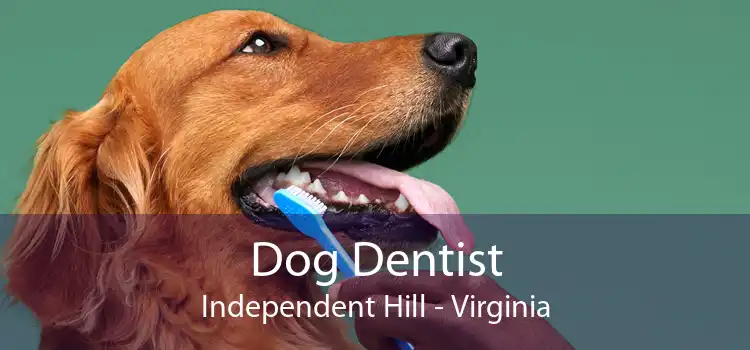 Dog Dentist Independent Hill - Virginia