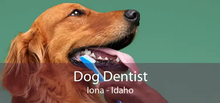 Dog Dentist Iona - Idaho